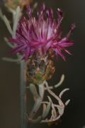 Centaurea diomedea